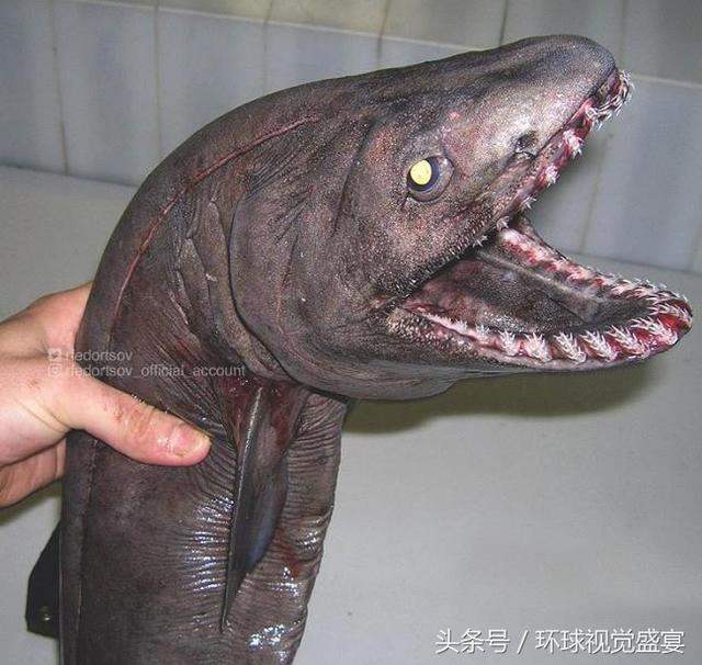 ภาพถ่าย 'สัตว์ประหลาดใต้ท้องทะเลลึก' จากชาวประมงรัสเซีย