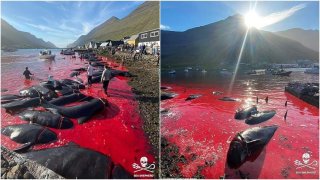 ทะเลกลายเป็นเลือด นักล่าหมู่เกาะแฟโรสังหารวาฬนำร่อง 175 ตัว และทำให้น้ำทะเลเป็นสีแดงฉาน