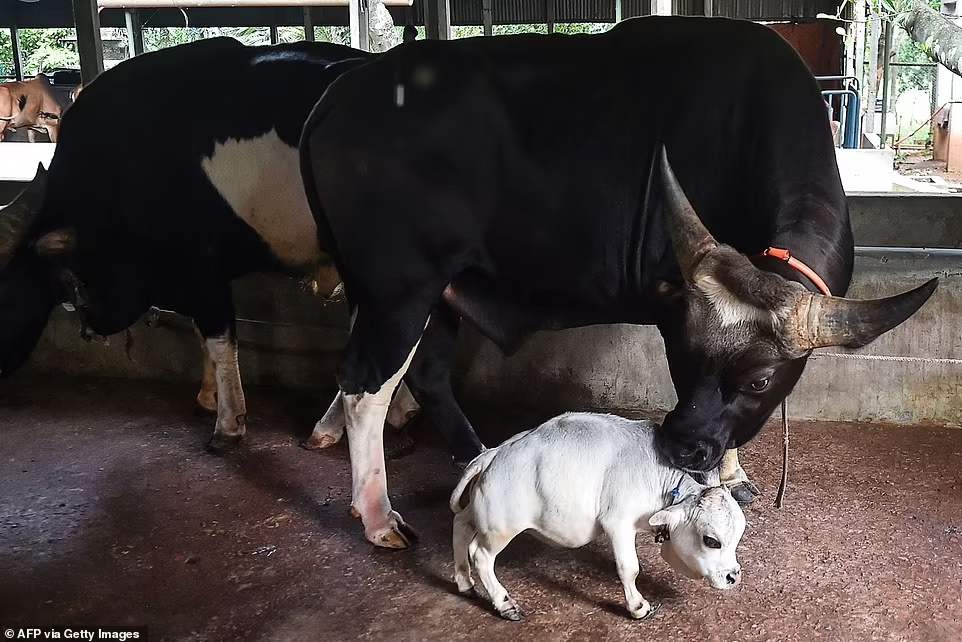 น่ารักมาก 'ลูกวัวแคระ' เล็กที่สุดในโลกที่ประเทศบังกลาเทศ