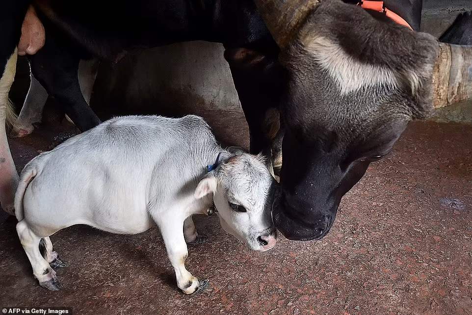 น่ารักมาก 'ลูกวัวแคระ' เล็กที่สุดในโลกที่ประเทศบังกลาเทศ