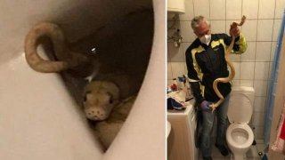 สุดซวย! ชายวัย 65 ปี โดนงูหลามเผือกยาว 5 ฟุต กัดอวัยวะเพศ หลังเผลอหลับในห้องน้ำบ้านตัวเอง