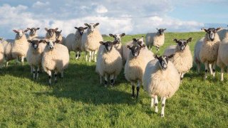 การตัดอัณฑะช่วยให้ผู้ชายมีอายุยืนยาวขึ้น