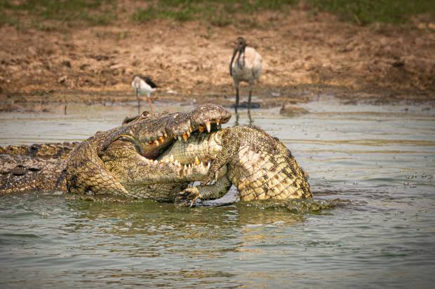 ภาพหาดูยาก "จระเข้กินจระเข้"