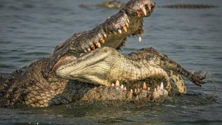 บ้าคลั่งมาก! เผยภาพถ่ายช่วงเวลาน่าสยดสยอง แม่จระเข้กินลูกตัวเองอย่างไม่ปราณี