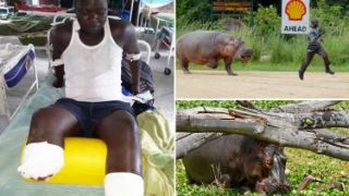 บดขยี้จนตาย! 'ฮิปโป' สิ่งมีชีวิตที่อันตรายที่สุด และโจมตีมนุษย์มากที่สุดในโลก