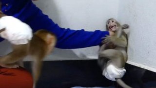 คนดังในโซเชียลมีเดีย 'หารายได้นับล้าน' จากวิดีโอการทารุณสัตว์รวมถึงหมากัดงู