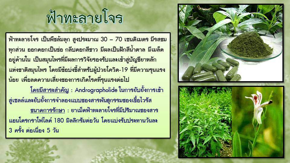 ทหารพรานกองทัพภาคที่ 3 มอบกล้าสมุนไพรฟ้าทะลายโจร ต้านโรคโควิด-19 เพื่อประชาชน