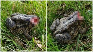 "คางคกซอมบี้" หัวขาดแต่ฟื้นคืนชีพ และกระโดดไปมาอย่างน่าสยดสยอง (มีคลิป)