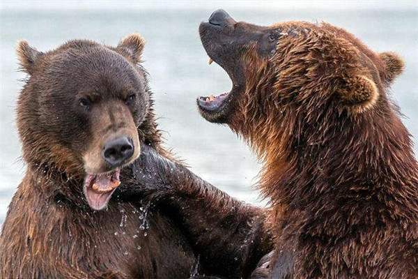 ทำไมหมีรัสเซียถึงกลัวคนและเป็นต้นแบบของหมีรัสเซียการ์ตูน