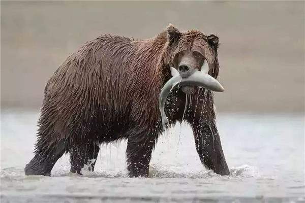 ทำไมหมีรัสเซียถึงกลัวคนและเป็นต้นแบบของหมีรัสเซียการ์ตูน