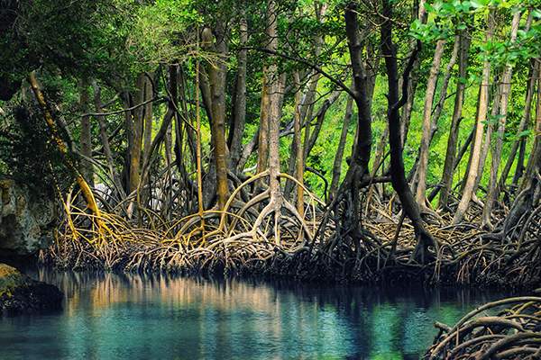 “Ramree Island” บึงมรณะโดย "เพชรฆาต" ใต้น้ำ ที่ทหารญี่ปุ่นต้องสังเวยชีวิตนับพันคน