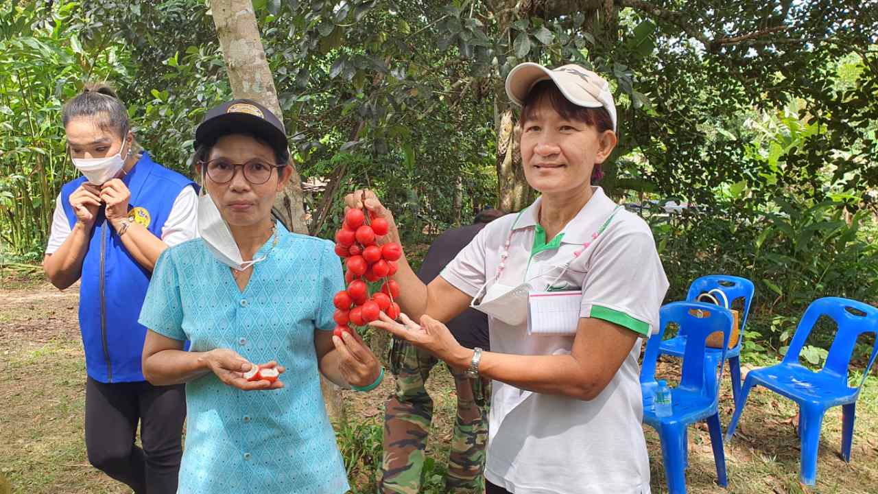 เกษตรอำเภอตะกั่วป่า ให้ความรู้ส่งเสริมแปรรูป เพิ่มมูลค่าผลิตภัณฑ์ขมิ้นชัน-กล้วยบด ส่งขายโรงแรม สปา ร้านนวด