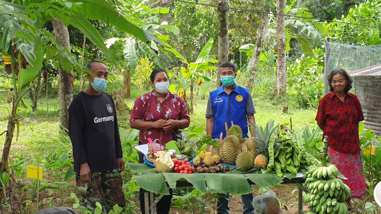 เกษตรอำเภอตะกั่วป่า ให้ความรู้ส่งเสริมแปรรูป เพิ่มมูลค่าผลิตภัณฑ์ขมิ้นชัน-กล้วยบด ส่งขายโรงแรม สปา ร้านนวด