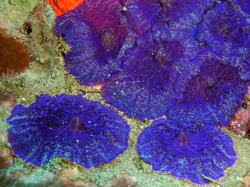 คุณรู้หรือไม่ว่า..ในทะเลก็มีเห็ด (Mushroom anemones)ขึ้นเหมือนกัน