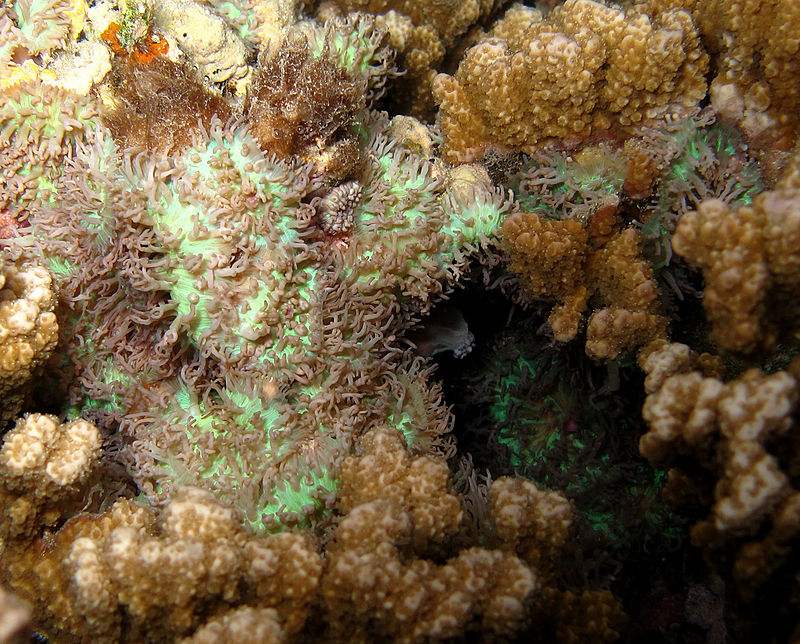 คุณรู้หรือไม่ว่า..ในทะเลก็มีเห็ด (Mushroom anemones)ขึ้นเหมือนกัน