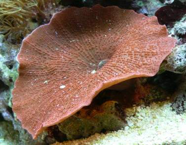 คุณรู้หรือไม่ว่า..ในทะเลก็มีเห็ด (Mushroom anemones)ขึ้นเหมือนกัน