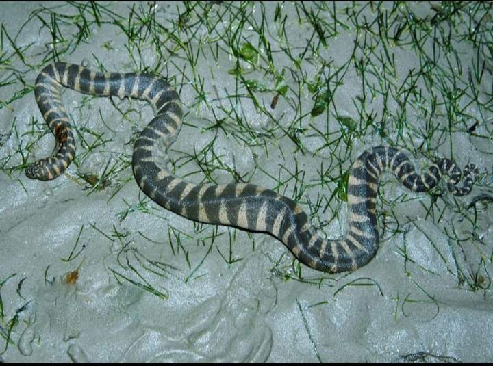 งูผ้าขี้ริ้ว..ทำไมถึงชื่อนี้ และมีที่มาที่ไปอย่างไร เป็นงูทะเลชนิดเดียวที่พบในประเทศไทยที่ไม่มีพิษ