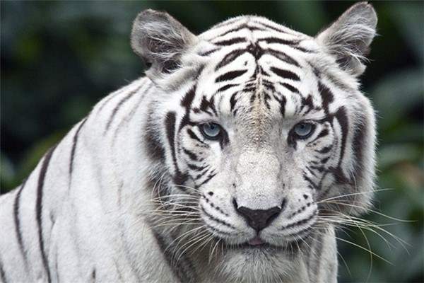 เสือสีขาว ทั้งสวยงามและทรงพลัง