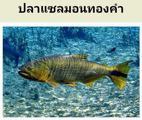 ปลาแซลมอนทองคำ ปลาที่มีสีทองสุกอร่าม แปลกตา เป็นปลา ดุร้ายมาก จนไม่สามารถเลี้ยงรวมกับปลาชนิดอื่นได้เลย