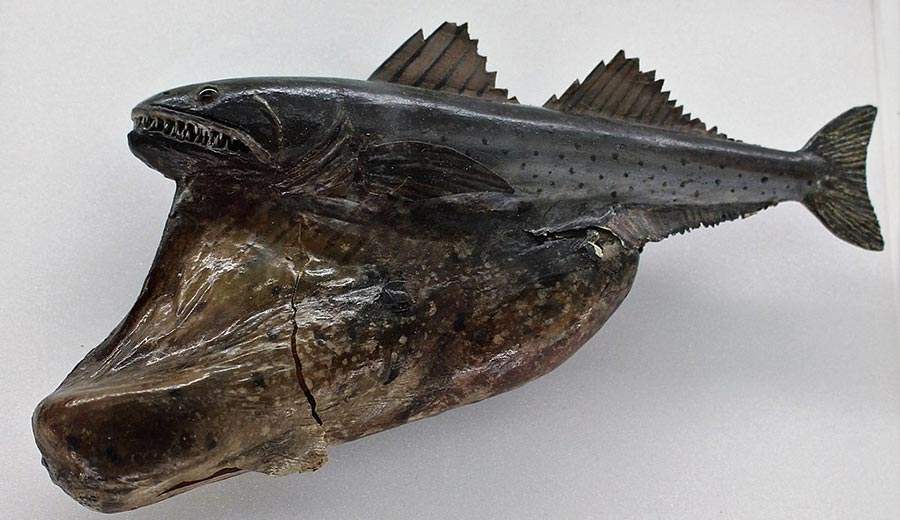 ปลาแบล็คสวอลโล