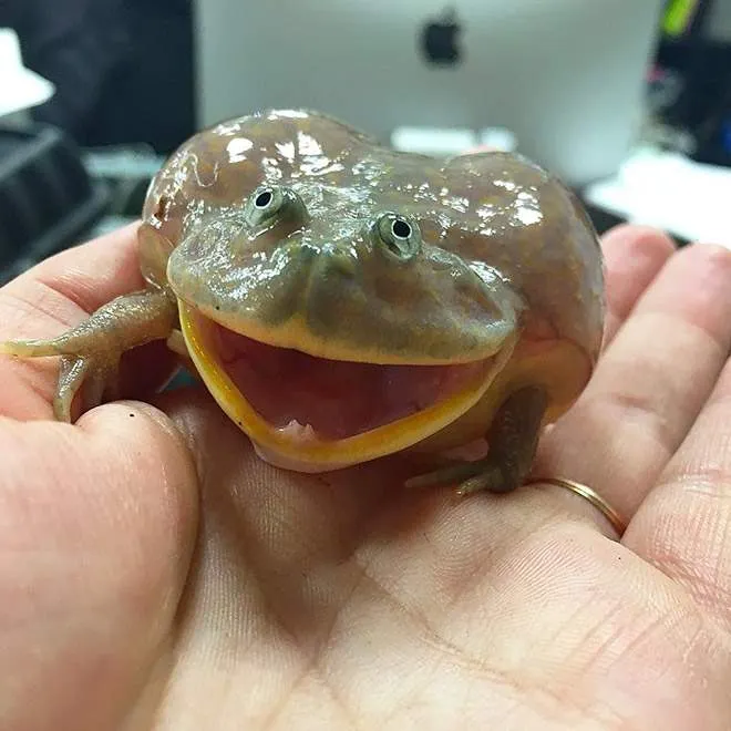 กบบัดเจท (Budgett's frog) กบแปลกๆที่ชอบส่งเสียงกรี๊ด และกัดเวลาโมโห