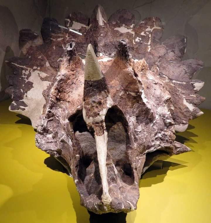 “Regaliceratops” ไดโนเสาร์มีเขาตัวใหม่ถูกค้นพบในแคนาดา