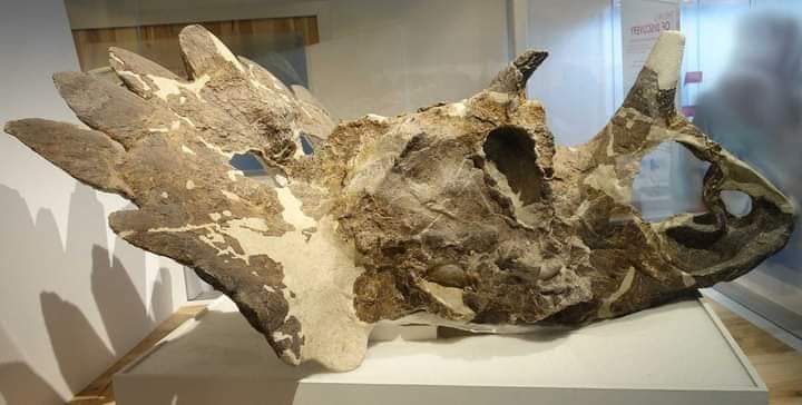 “Regaliceratops” ไดโนเสาร์มีเขาตัวใหม่ถูกค้นพบในแคนาดา