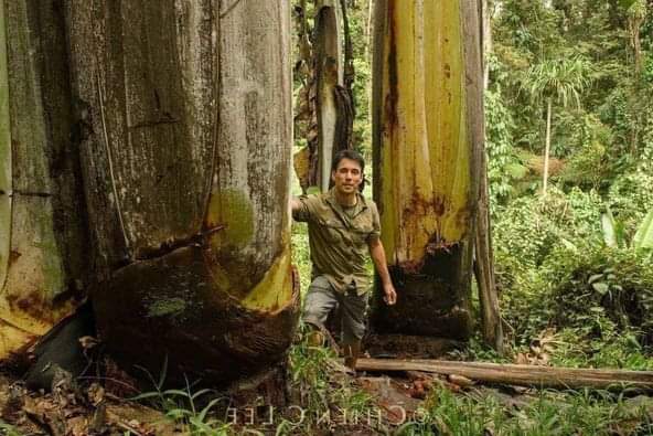 ป้าาด ไม่เคยพบเคยเห็น.!! ต้นกล้วยที่ใหญ่ยักษ์ที่สุดในโลก มีผลเท่าทารกแรกเกิด🍌