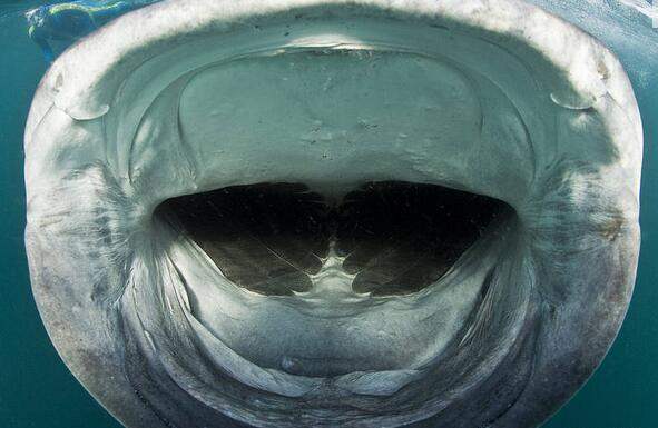 ฉลามวาฬอ้าปากดูดแพลงก์ตอน คือ เด็ดมาก