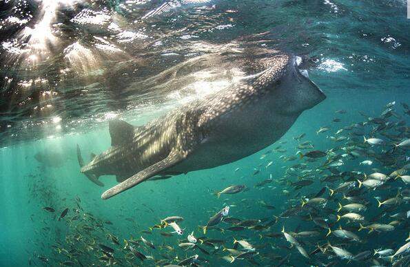 ฉลามวาฬอ้าปากดูดแพลงก์ตอน คือ เด็ดมาก