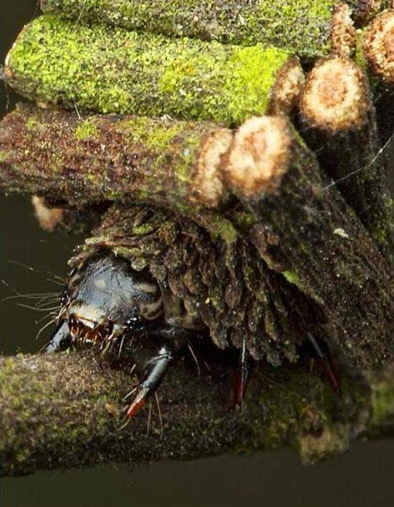 "หนอนผีเสื้อ" สุดประหลาด! "Bagworm moths" นักสร้างบ้านป้อมปราการเคลื่อนที่