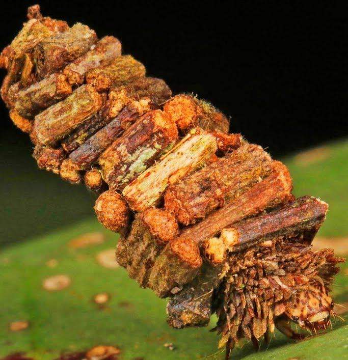 "หนอนผีเสื้อ" สุดประหลาด! "Bagworm moths" นักสร้างบ้านป้อมปราการเคลื่อนที่