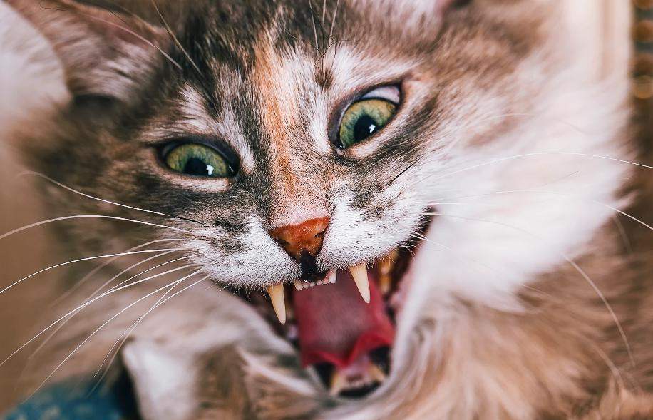 งานวิจัยเผย! "แมวส่วนใหญ่" มีพฤติกรรมเข้าข่ายเป็น "โรคจิต" หากวัดผลแบบมนุษย์