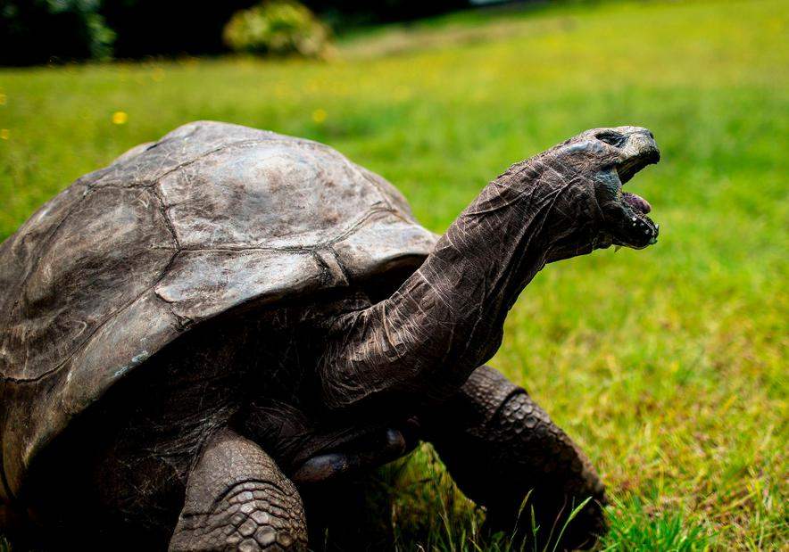 ฉลองวันเกิด! "เต่ายักษ์โจนาทาน" อายุยืนที่สุดในโลก คาดเกิดตั้งแต่สมัยรัชกาลที่ 3