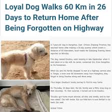 Dou Dou สุนัขผู้ซื่อสัตย์เดิน 60 กม. ใน 26 วันเพื่อกลับบ้านหลังจากถูกลืมบนทางหลวง