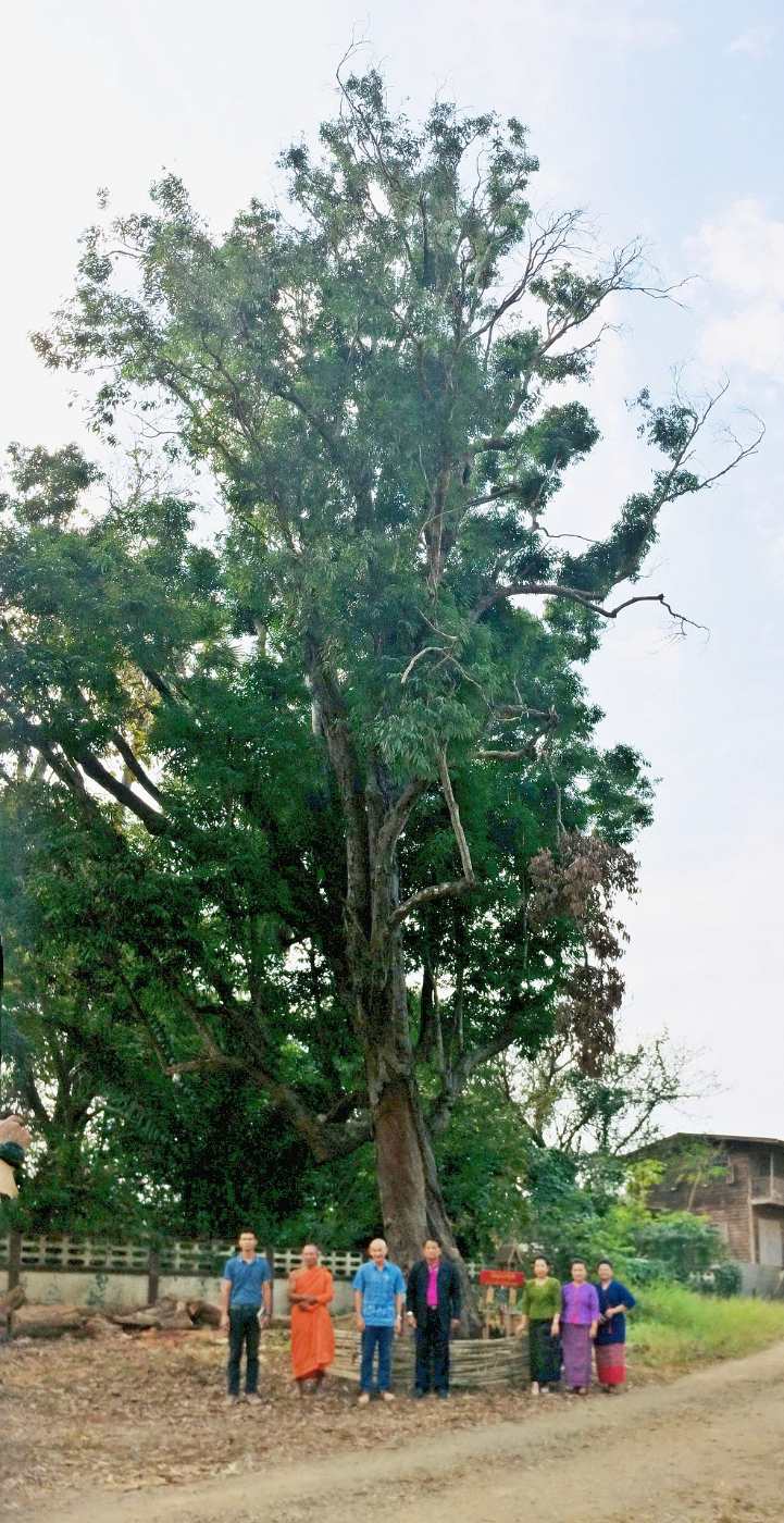 ต้นบุนนาควัดคุ้งตะเภา บุนนาคพญาในวัดที่ใหญ่และเก่าแก่ที่สุดในหัวเมืองเหนือของสยาม