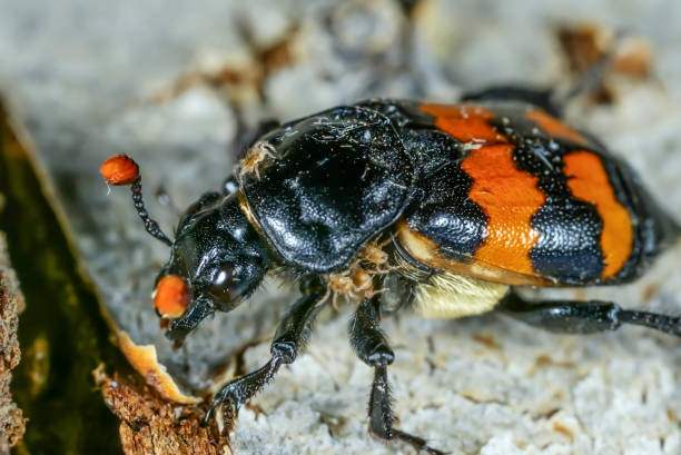 ด้วงเซกซ์ตัน (Sexton Beetles) สัปเหร่อของสัตว์โลก บริการฟรีไม่มีค่าใช่จ่าย