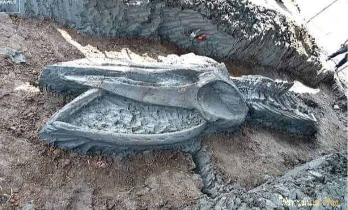 โครงกระดูกวาฬดึกดำบรรพ์ ที่มีอายุระหว่าง 3,000 - 5,000 ปี ที่ขุดพบในประเทศไทยได้รับการอนุรักษ์ไว้เป็นอย่างดี!!