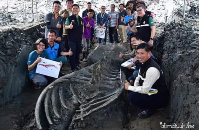 โครงกระดูกวาฬดึกดำบรรพ์ ที่มีอายุระหว่าง 3,000 - 5,000 ปี ที่ขุดพบในประเทศไทยได้รับการอนุรักษ์ไว้เป็นอย่างดี!!