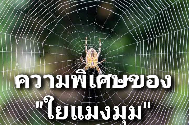 "ความพิเศษ"ของใยแมงมุม?