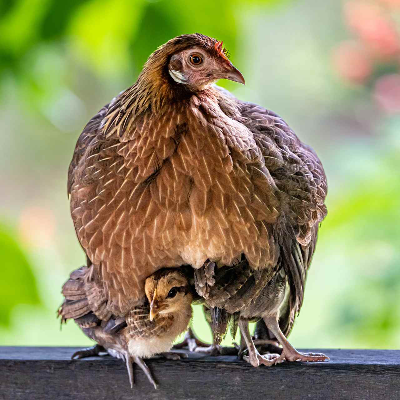 ภาพสวยๆของแม่ไก่ ขณะปกป้องลูกจากสายฝน