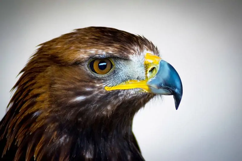 10เรื่องน่ารู้ของ 'Eagle' นกหรือสัตว์ปีกที่มีอายุยืนยาวที่สุดในโลก[Exclusive Content]