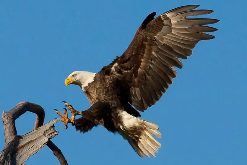 10เรื่องน่ารู้ของ 'Eagle' นกหรือสัตว์ปีกที่มีอายุยืนยาวที่สุดในโลก[Exclusive Content]