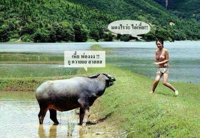 ฮา จนน้ำตาไหลจากทุกมุมโลก