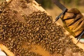 ผึ้งแห่งเกาะอีสเตอร์ ผลิตน้ำผึ้งที่บริสุทธิ์ที่สุดในโลก