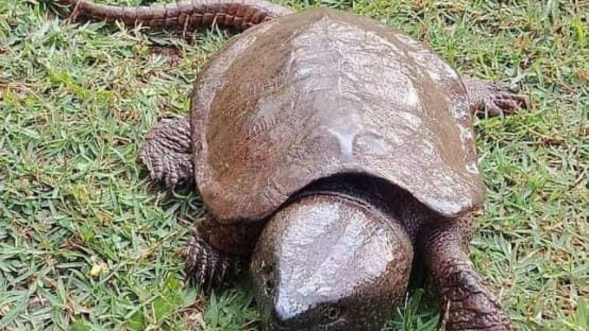เต่าที่มีหางยาวที่สุดในโลก
