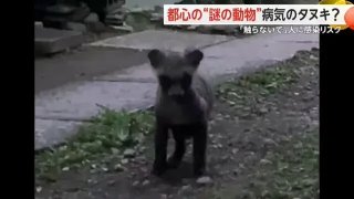ชาวบ้านพบสัตว์ลึกลับสีดำในกรุงโตเกียว