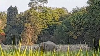 ช้างป่าดงใหญ่ โนนดินแดง หนีแล้ง ข้ามแดนเดินเข้าเขาพนมดงรักสุรินทร์ เจ้าหน้าที่เตือน ปชช.เข้าป่าชายแดนไทย-เขมรให้ระมัดระวังตัวหวั่นได้รับอันตราย