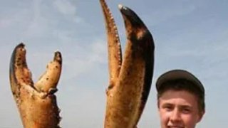 กุ้งมังกรยักษ์: ยักษ์ใต้ท้องทะเล
