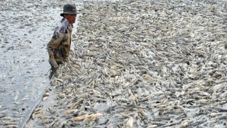 อากาศร้อน ทำ " ปลาในเวียตนามตายเกลื่อน "